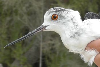 Maltas schlimmster Wilderer erneut verurteilt!