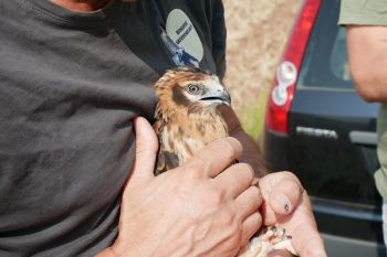All's well that ends well for a young Montagu's harrier!