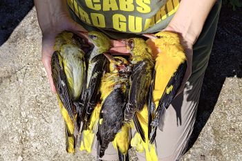 Jagd auf Pirole auf der griechischen Insel Zakynthos 