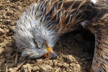 Verfolgung von geschützten Greifvögeln in Deutschland