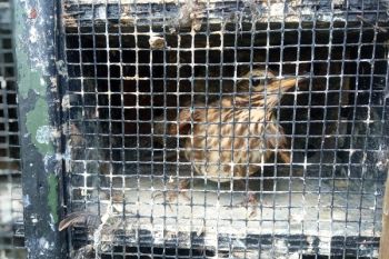 La sanatoria del Veneto per i richiami vivi di cattura