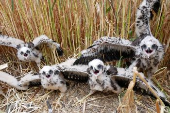 Saisonabschluss in unserem Weihenprojekt