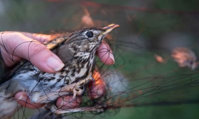 Song thrush in net  cyprus