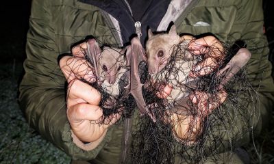 fruit bats Cyprus in net