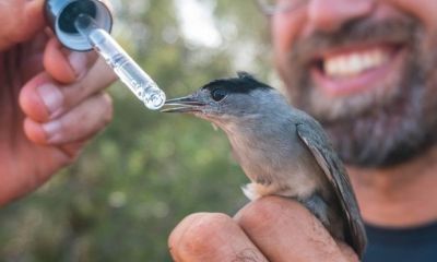 cyprus blackcap in birdblog format