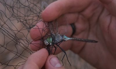 cyprus net dragonfly