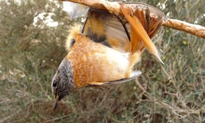 cyprus limestick common redstart