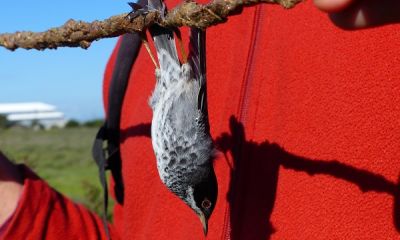 cyprus limestick cyprus warbler