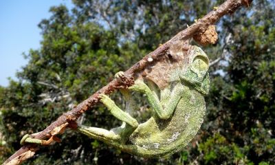 cyprus limestick chamaeleon