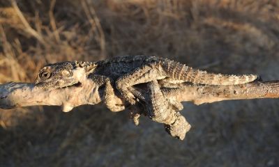 cyprus limestick hardun