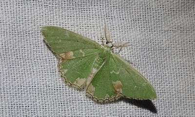 cyprus moth