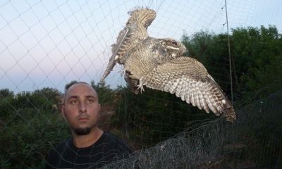 cyprus net nightjar