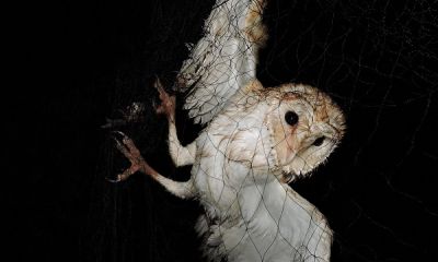 cyprus barnowl net