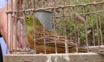 france ortolan decoy