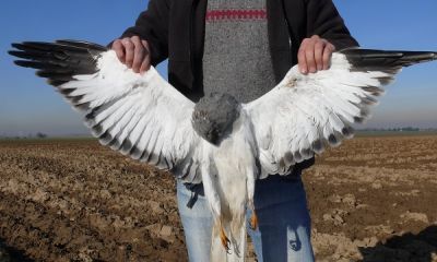 germany shot hen harrier