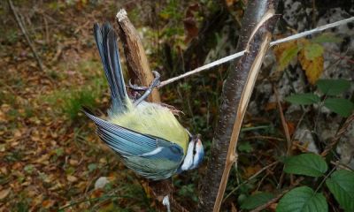 italy archetto blue tit