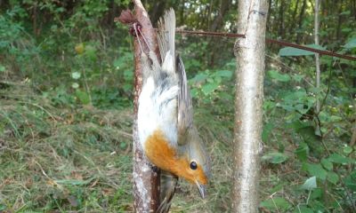 italy archetto robin