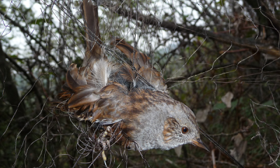 Italy net dunnock