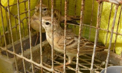 malta short toed lark