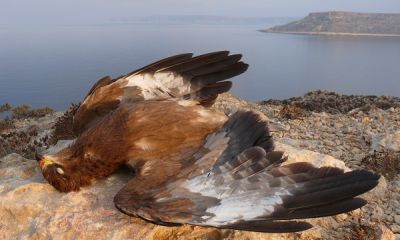 malta shot honey buzzard