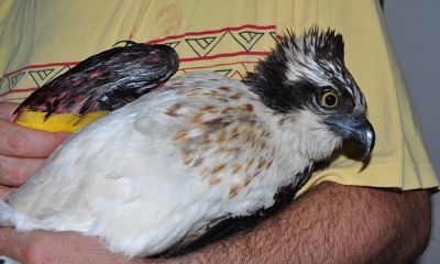 malta shot osprey