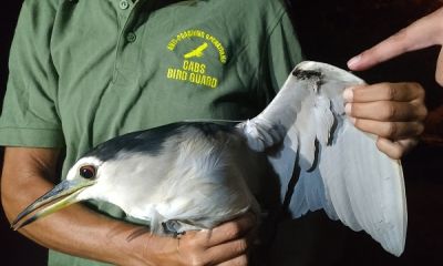 Malta shot night heron