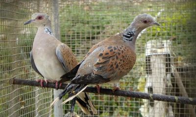 malta decoy turtle dove