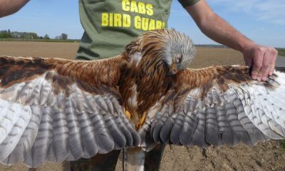germany poisoned red kite