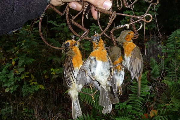 Mit Schlagfallen in Brescia (Norditalien) gefangene Rotkehlchen