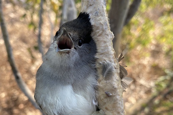 Mönchsgrasmücke an Leimrute, Archivbild