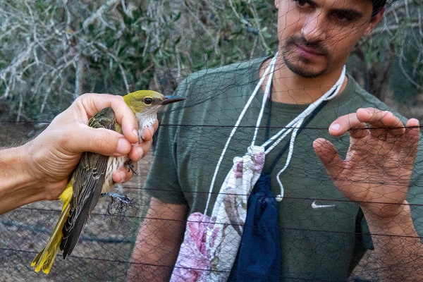 Während des Einsatzes wurden bereits mehrere Pirole aus Netzen gerettet. 