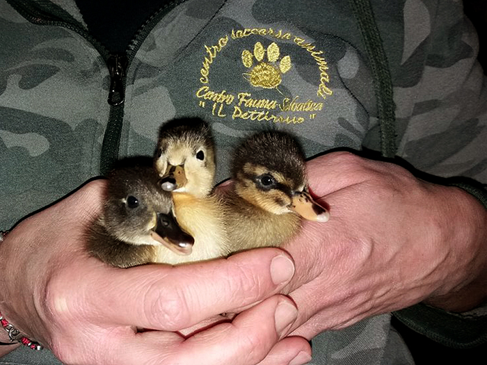 Giovani germani reali