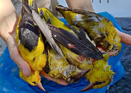 Illegal geschossene Pirole auf Zakynthos