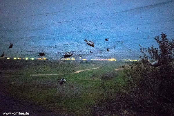 Auf der Insel wurden bisher 28 solcher Netze abgebaut. 
