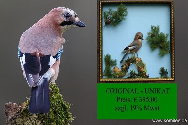 Der Tierpräparator hatte unter anderem Eichelhäher-Präparate zum Verkauf angeboten. 