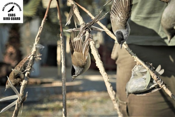 Mönchsgrasmücken an Leimruten 