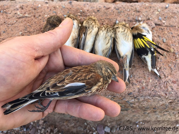 Der Vogelfänger hatte es auf Bluthänflinge und Stieglitze abgesehen.