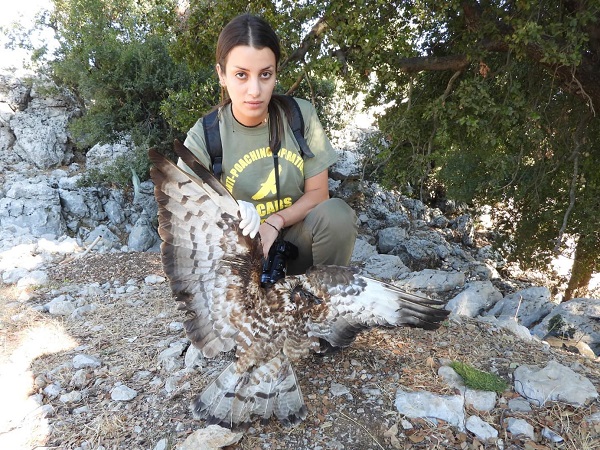 Komitee-Mitarbeiterin mit frisch geschossenem Wespenbussard