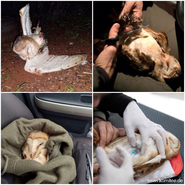 Die Schleiereule kann schon bald wieder ausgewildert werden.