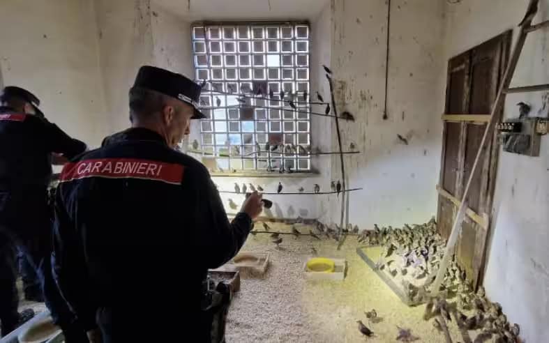Wild birds seized from mafia in Italy.