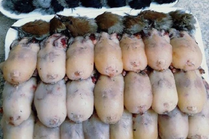 Tiefgefrorene Grasmücken als Delikatesse