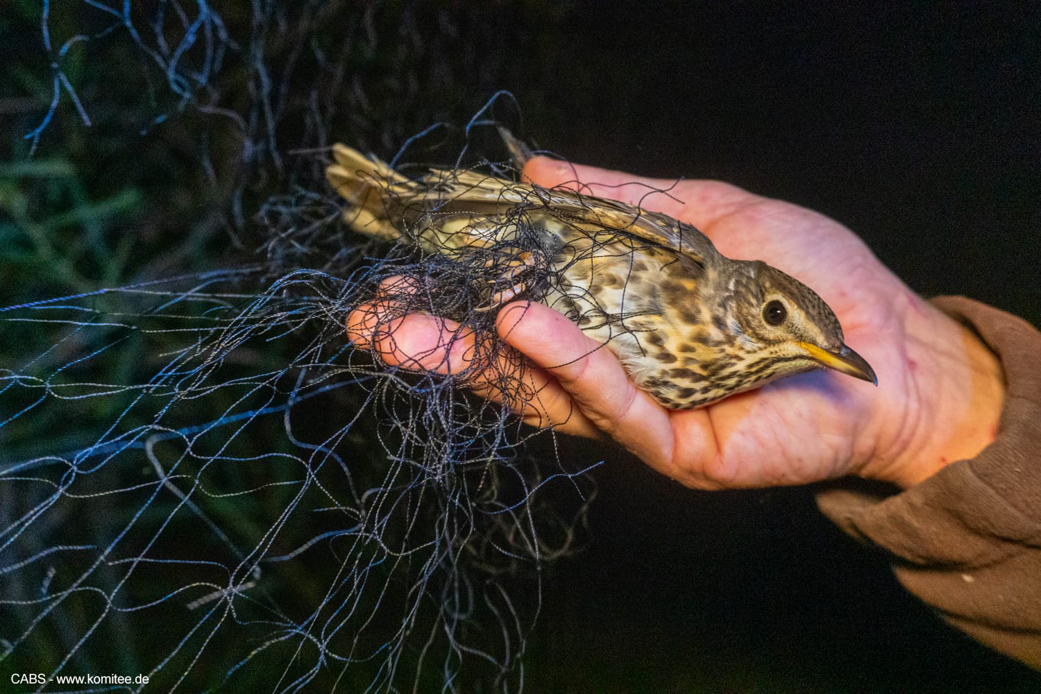 Drossel in illegalem Fangenetz