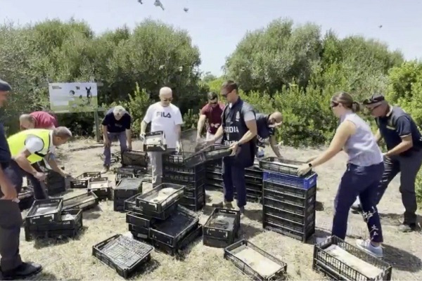 Alle Vögel wurden nach der Beschlagnahme in einem Schutzgebiet freigelassen. 