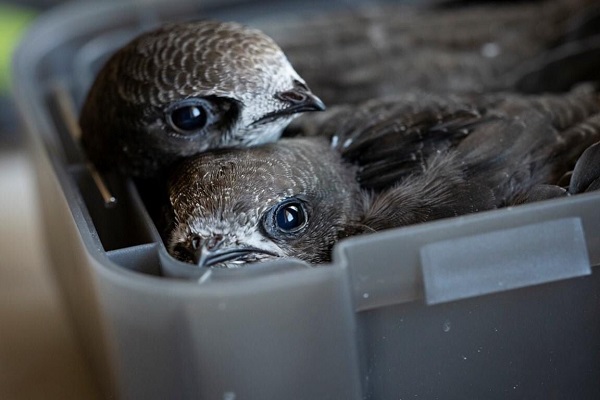 Mauersegler in Pflege