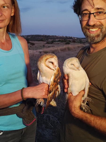 Aus zypriotischen Fangnetzen im September 2024 befreite Schleiereulen