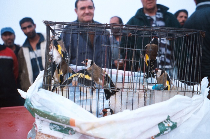 Stieglitze - begehrte Beute belgischer Vogelfänger 