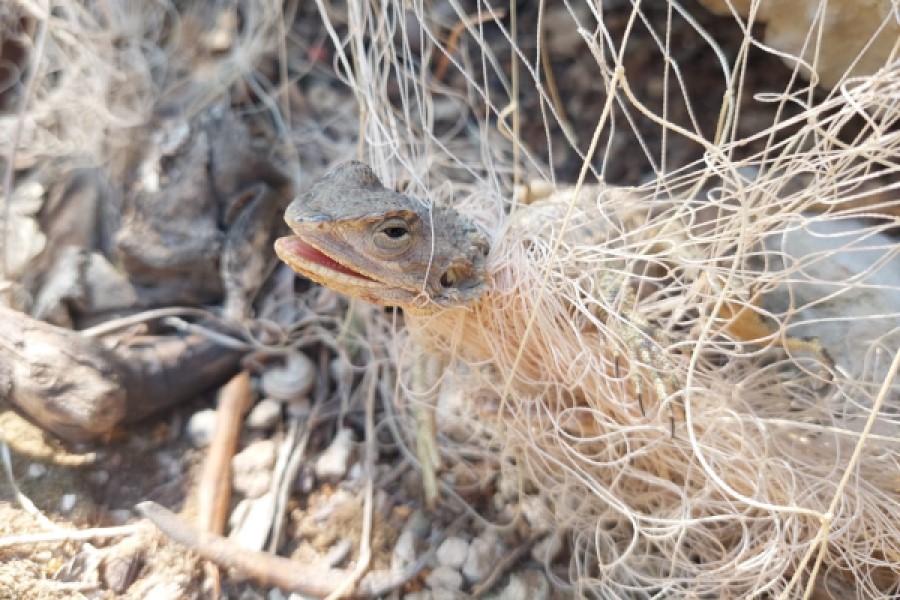 Zypern-Agame (Stellagama stellio cypriaca), gefangen in einem Bodennetz