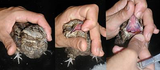 Alimentazione forzata: con delicatezza si apre il becco e lo si blocca aperto con un dito