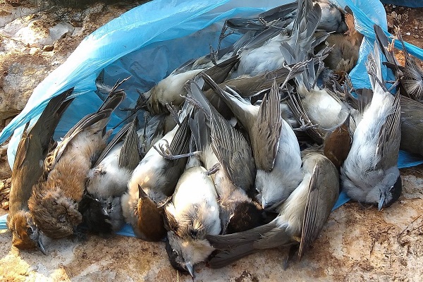 Grasmücken sind vor allem im östlichen Mittelmeerraum beliebte Delikatessen