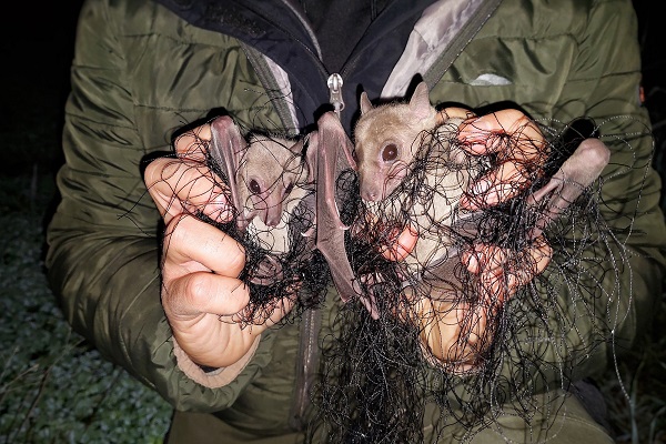 Gleich zwei Nilflughunde wurden von unserem Team auf Zypern in einem Netz gefunden. 